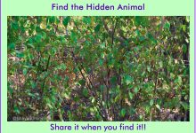 تست بینایی حیوان مخفی در بین درختان