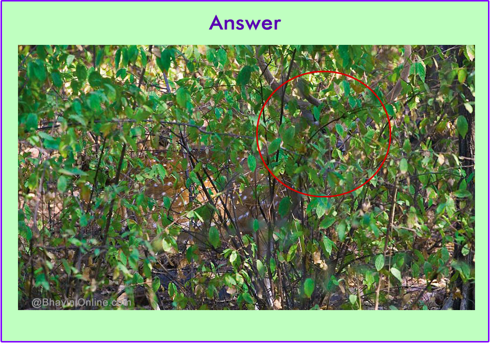 تست بینایی حیوان مخفی در بین درختان- پاسخ تست