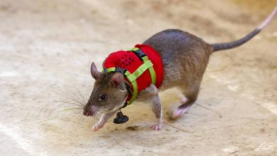 موش های آموزش دیده برای کمک به زلزله زدگان