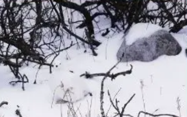 تست بینایی پرنده در برف