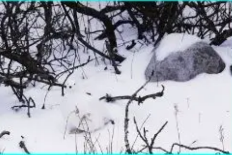 تست بینایی پرنده در برف