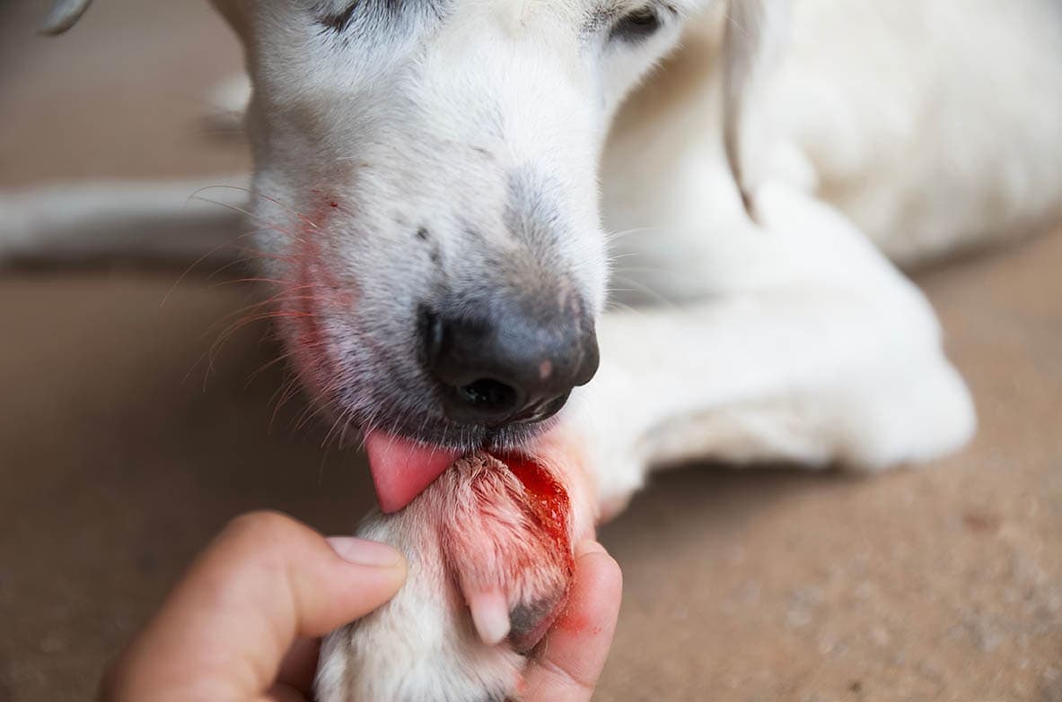 خواص درمانی بزاق دهان-بزاق حیوانات موثرتر است