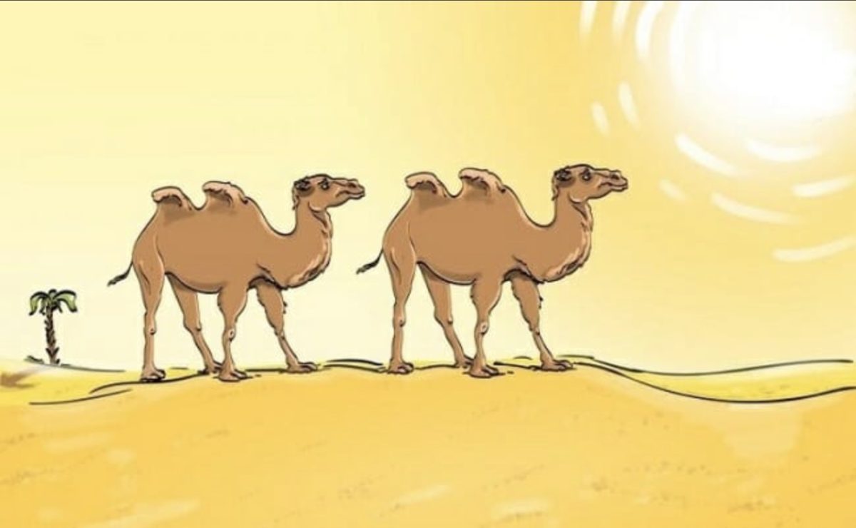 شتر صحرا-آیا می توانید اشتباه در تصویر شتر صحرا را در 7 ثانیه تشخیص دهید؟
