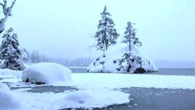 تست بینایی خرس قطبی