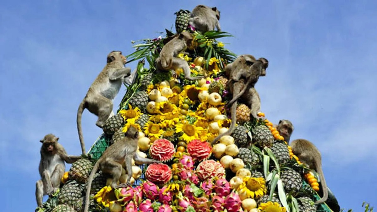 خفن ترین و عجیب ترین جشن ها5: بوفه میمون در تایلند