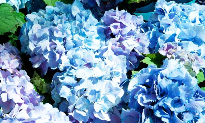 معمای تصویری گل های اطلسی