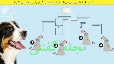 بازی فکری سگ خوش شانس