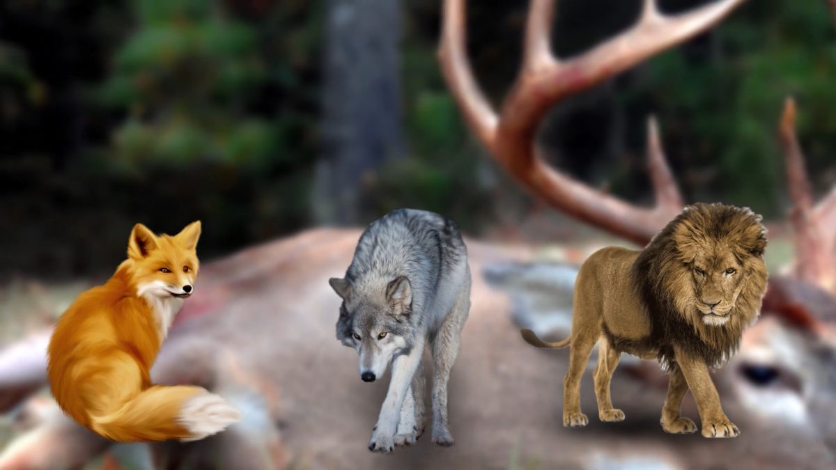 رفتن گرگ و روباه در خدمت شیر به شکار