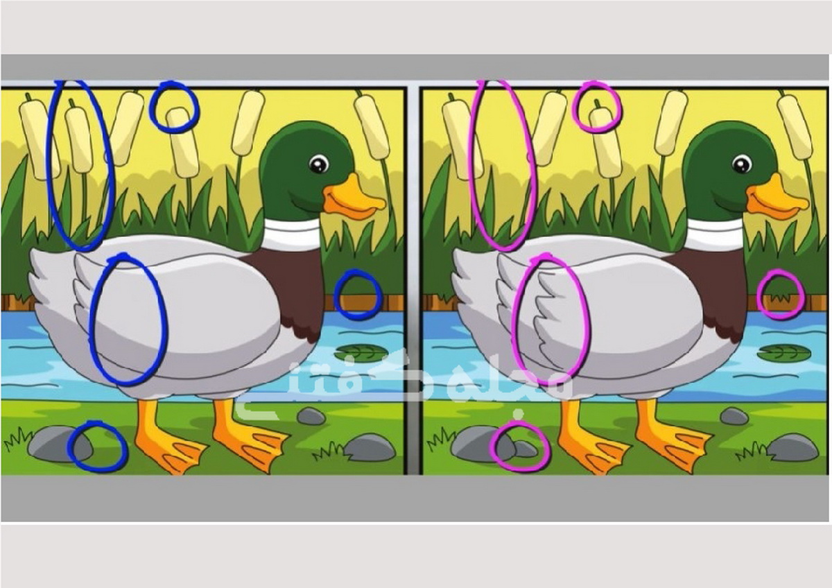 آزمون تفاوت تصویری اردک-پاسخ