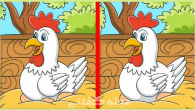 آزمون شناسایی تفاوت مرغ با مزه
