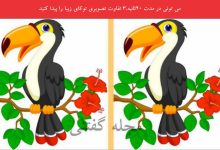 تست تفاوت تصویری توکای منقار درشت