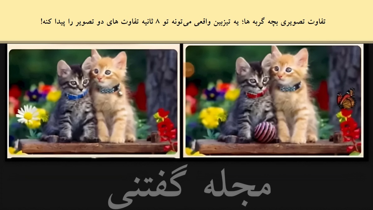 تفاوت تصویری بچه گربه ها 1