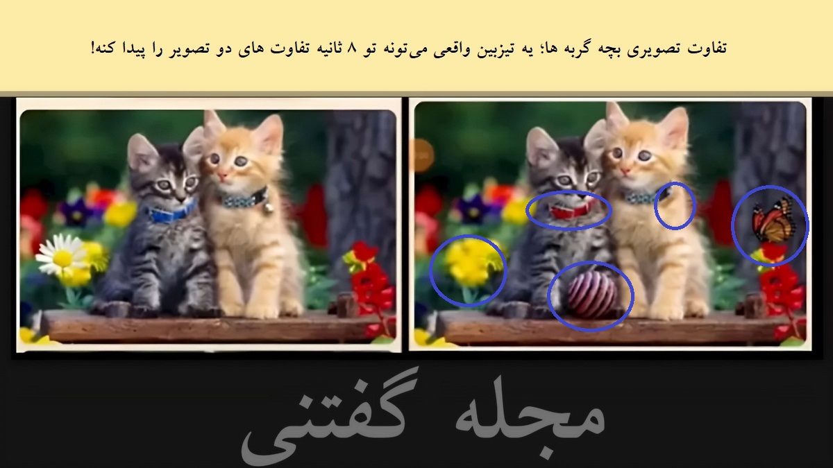 تفاوت تصویری بچه گربه ها 2