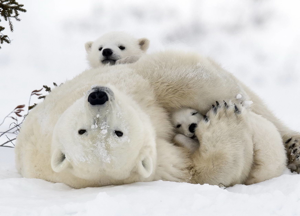 عجیب ترین مادران دنیا2: خرس قطبی