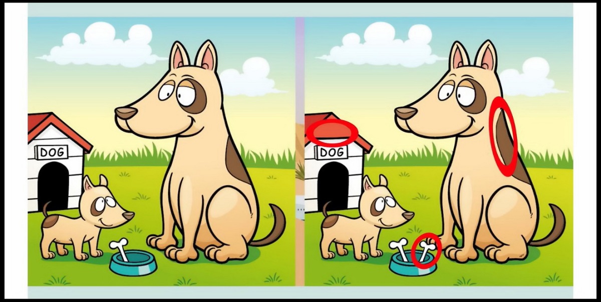 تفاوت تصویری توله سگ پا کوتاه-2