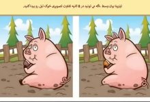 تفاوت تصویری خوک تپل