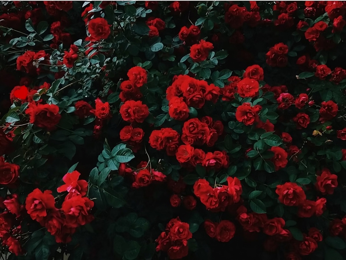 تست بینایی قلب میان گل های سرخ 1