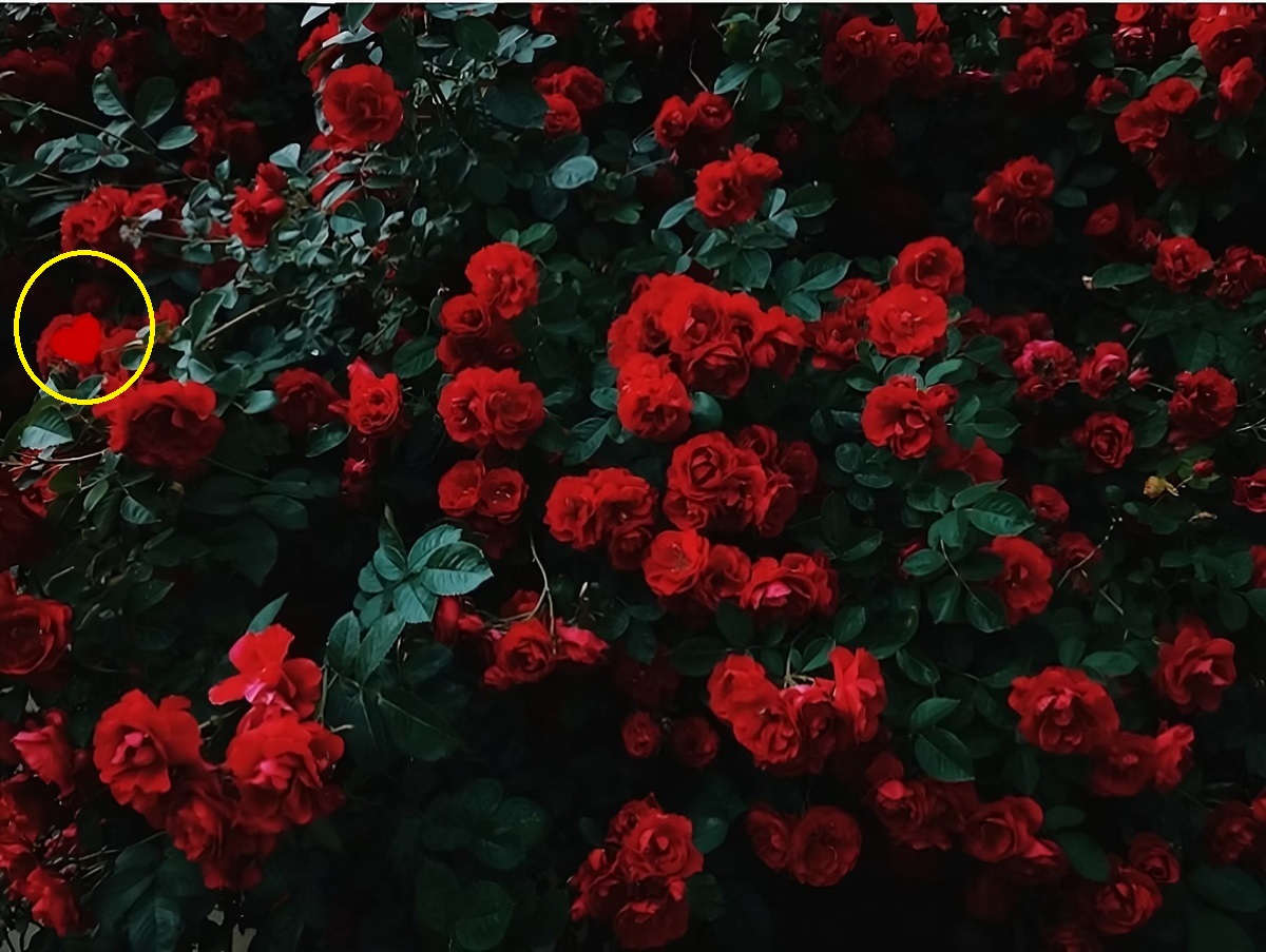 تست بینایی قلب میان گل های سرخ 2