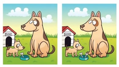 تفاوت تصویری سگ خانگی