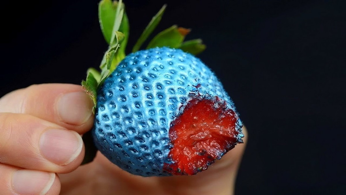عجیب ترین خوراکی های اختراع شده عکس4: توت فرنگی آبی