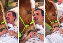 اسب درمانی روشی جدید برای درمان بیمارها