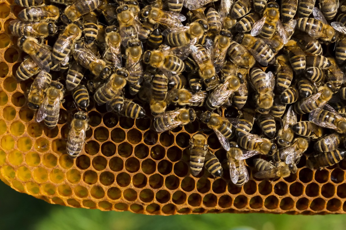 حقایقی در مورد زنبورهای عسل-زنبورها چگونه رتبه بندی می شوند