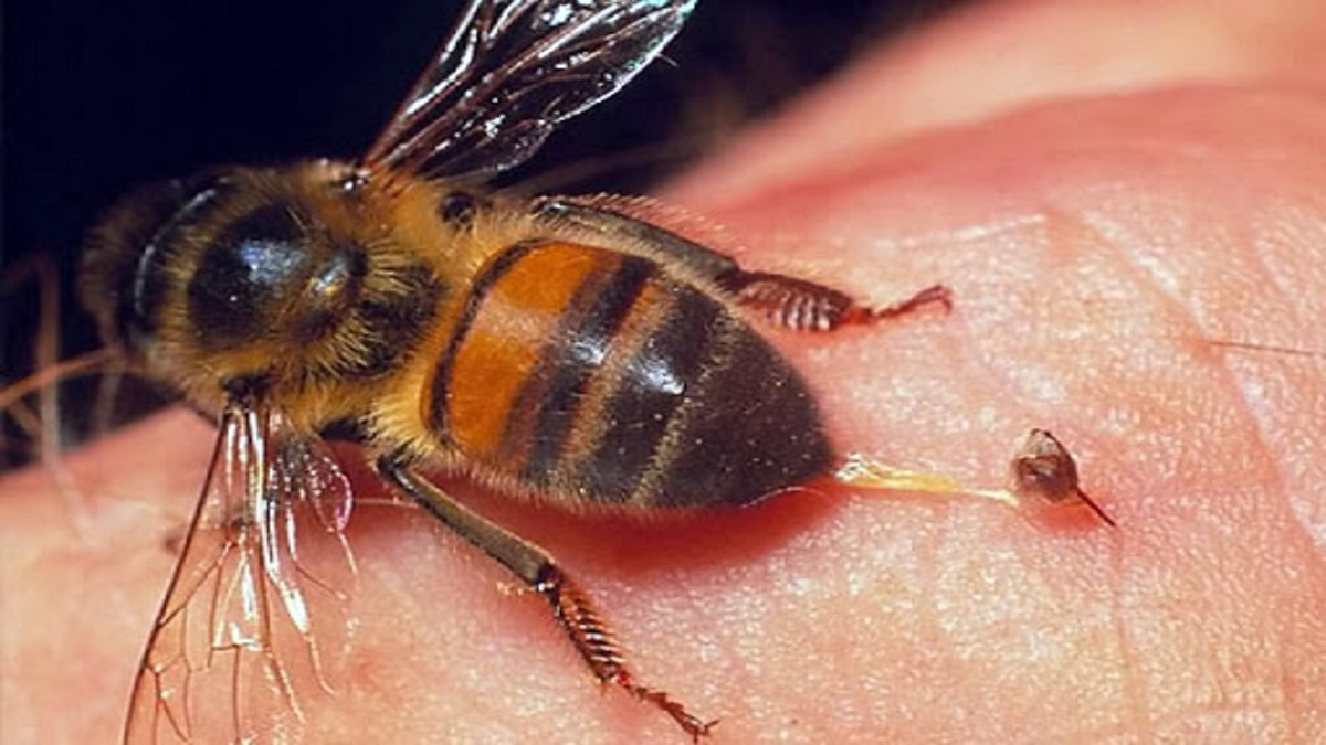 حقایقی در مورد زنبورهای عسل-نیش زنبور عسل