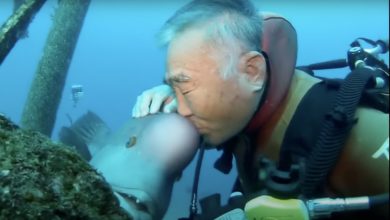 دوستی عجیب غواص ژاپنی با ماهی 1