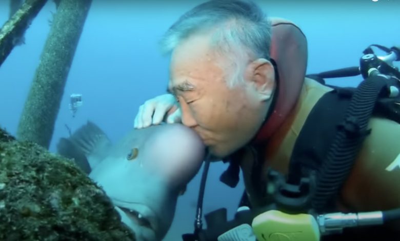 دوستی عجیب غواص ژاپنی با ماهی 1