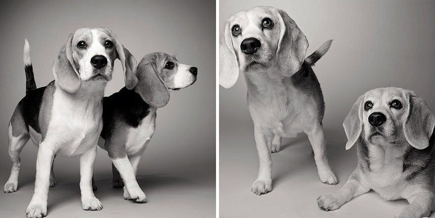 سگ‌ها چگونه پیر می‌شوند-سیدنی و ساوانا
