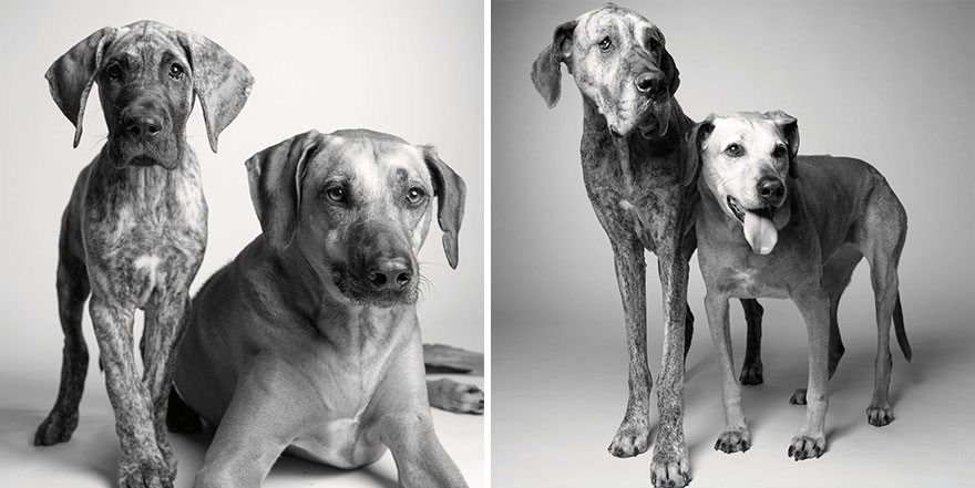 سگ‌ها چگونه پیر می‌شوند-کایدن و برودی