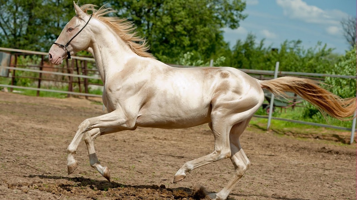 گرانترین اسب دنیا1