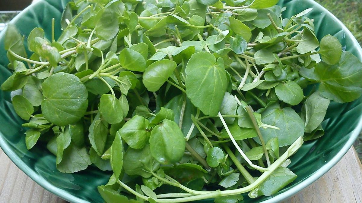 بهترین سبزی جهان2