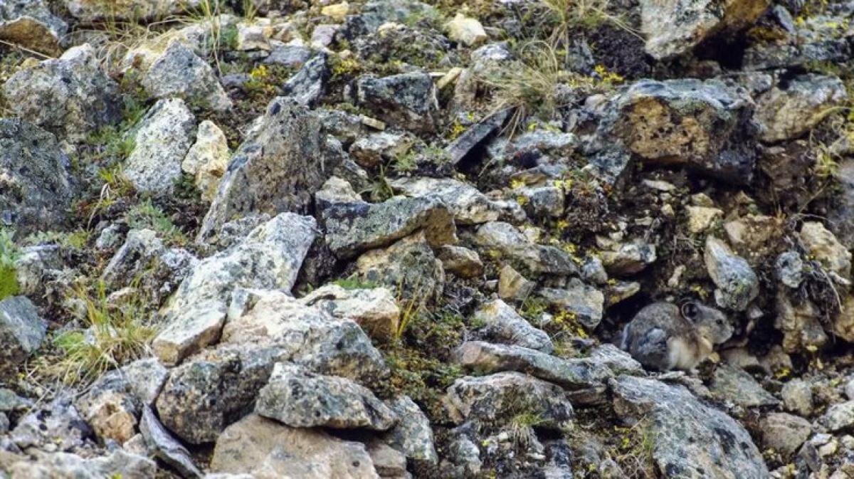 تست قدرت بینایی با پیدا کردن خرگوش در صخره ها 1