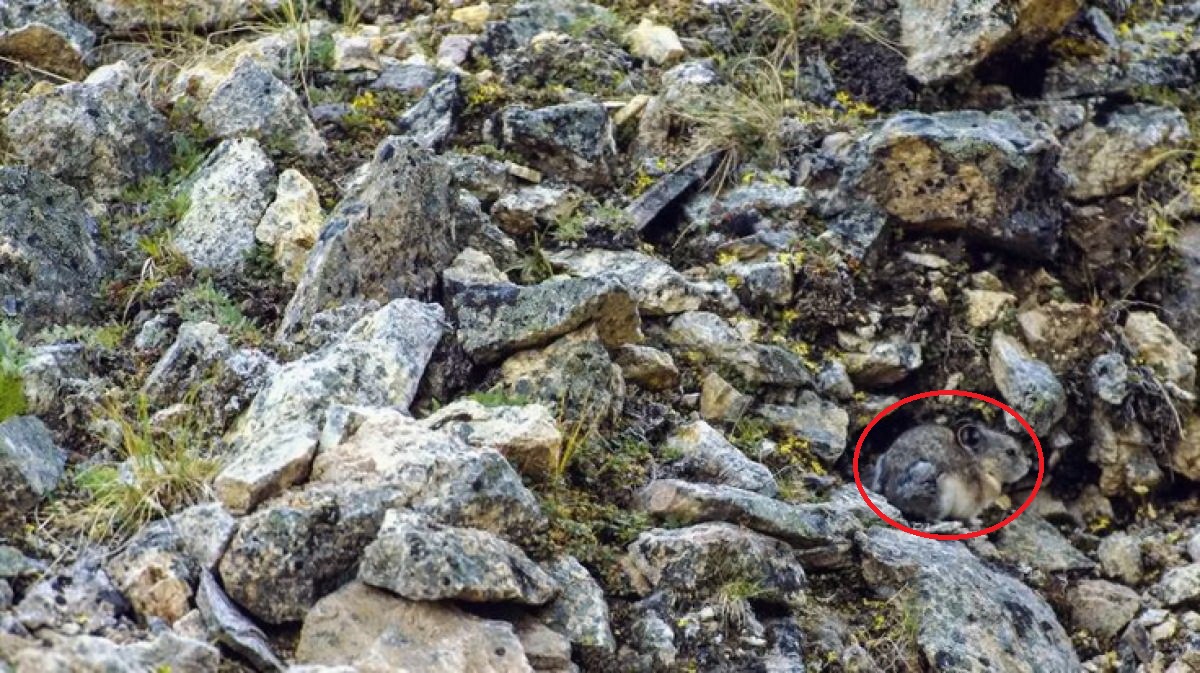 تست قدرت بینایی با پیدا کردن خرگوش در صخره ها 2