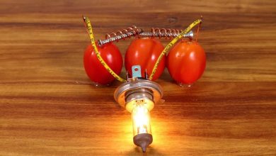 روشن شدن لامپ با گوجه فرنگی