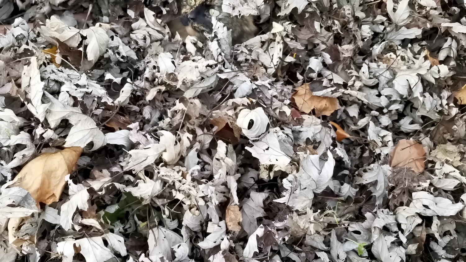 تست بینایی پیدا کردن گربه پنهان میان برگ ها 1