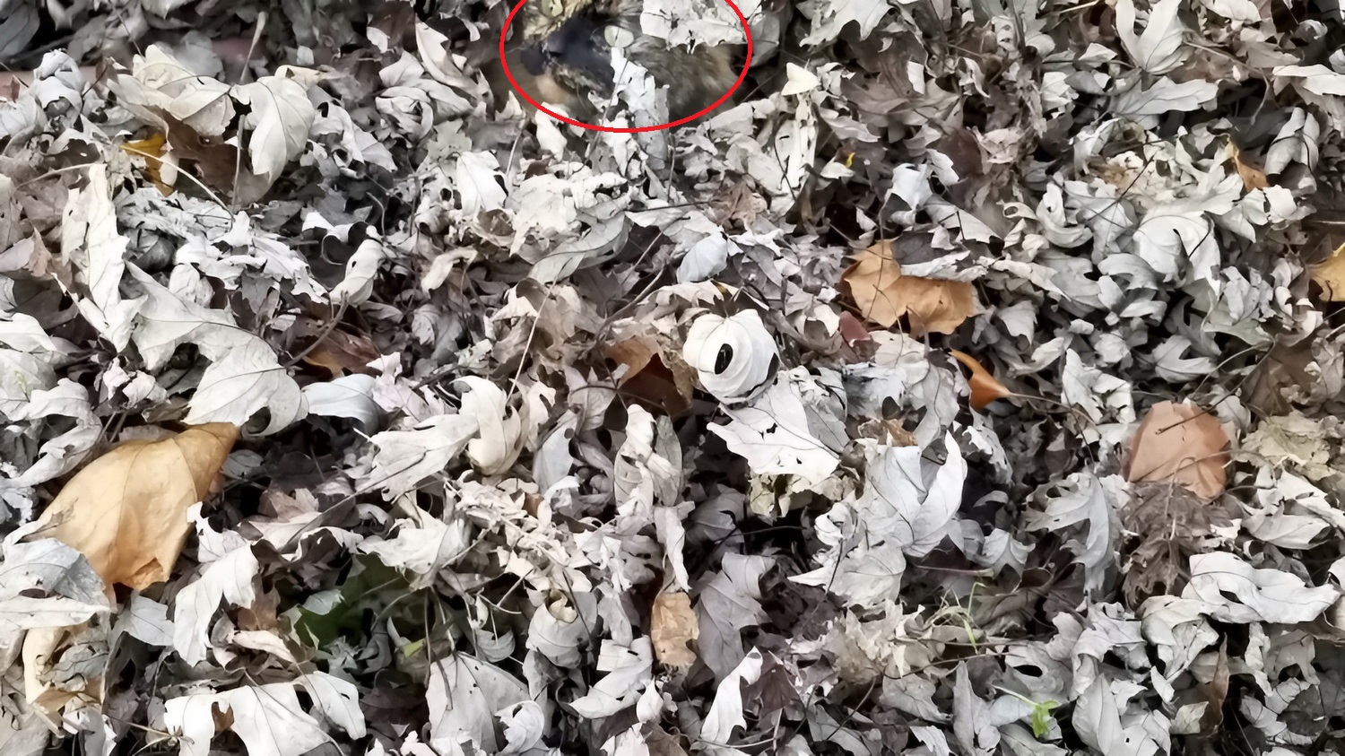 تست بینایی پیدا کردن گربه پنهان میان برگ ها 2