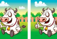 تفاوت تصویری گاو مزرعه