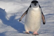 راز یخ نزدن پنگوئن ها