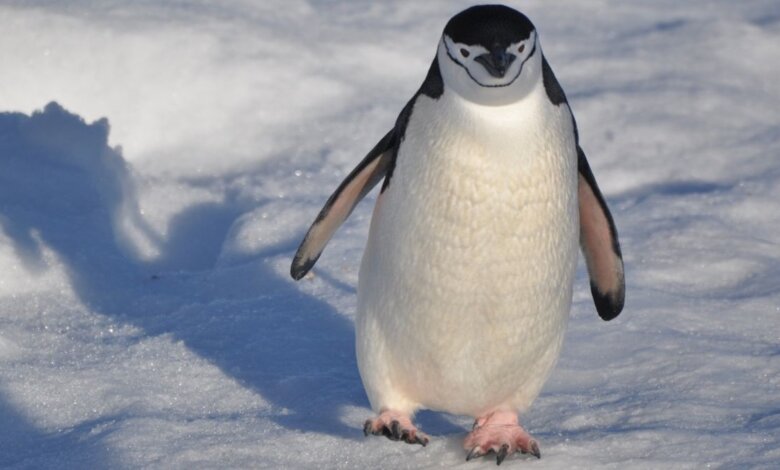 راز یخ نزدن پنگوئن ها