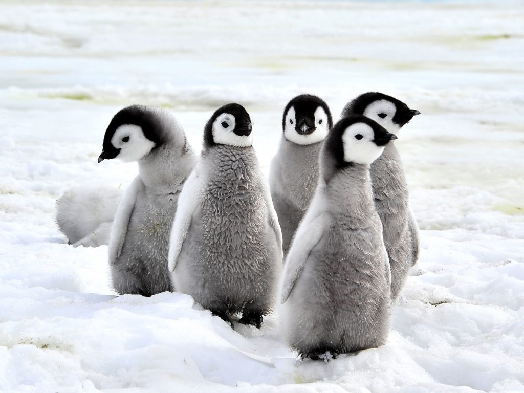 راز یخ نزدن پنگوئن ها1