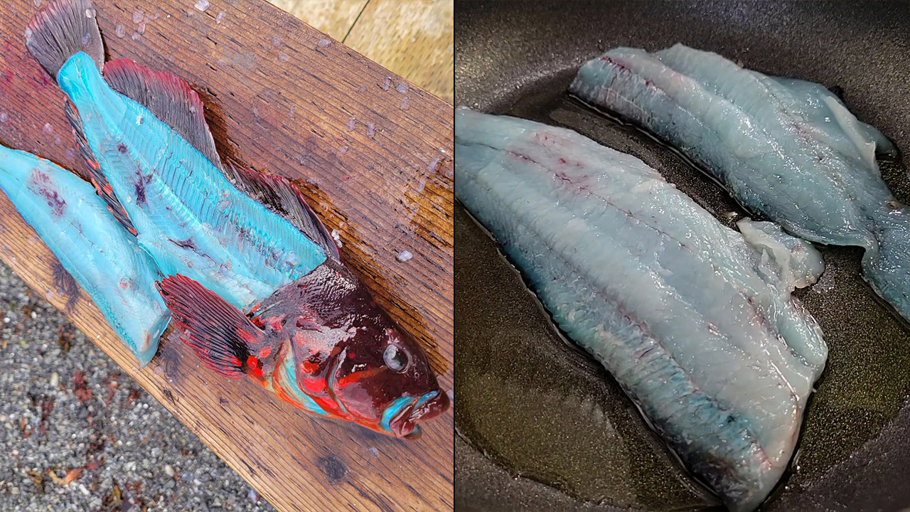 صید ماهی شگفت انگیز در آلاسکا