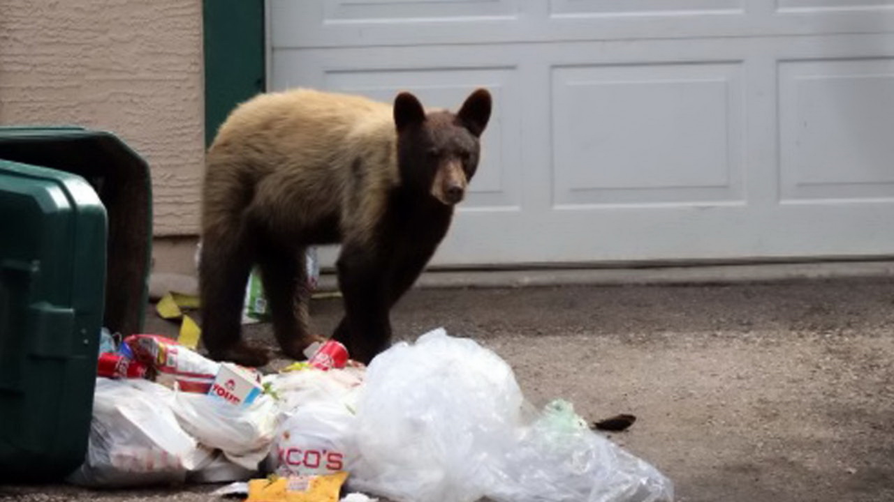 مردن خرس بخاطر زباله های انسانی 1
