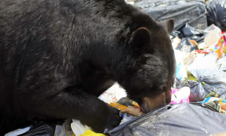 مردن خرس بخاطر زباله های انسانی