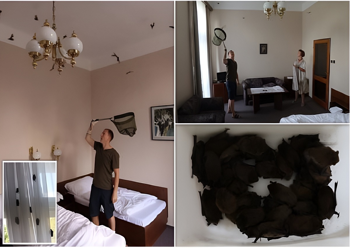 حمله خفاش‌ها به هتلی در چک