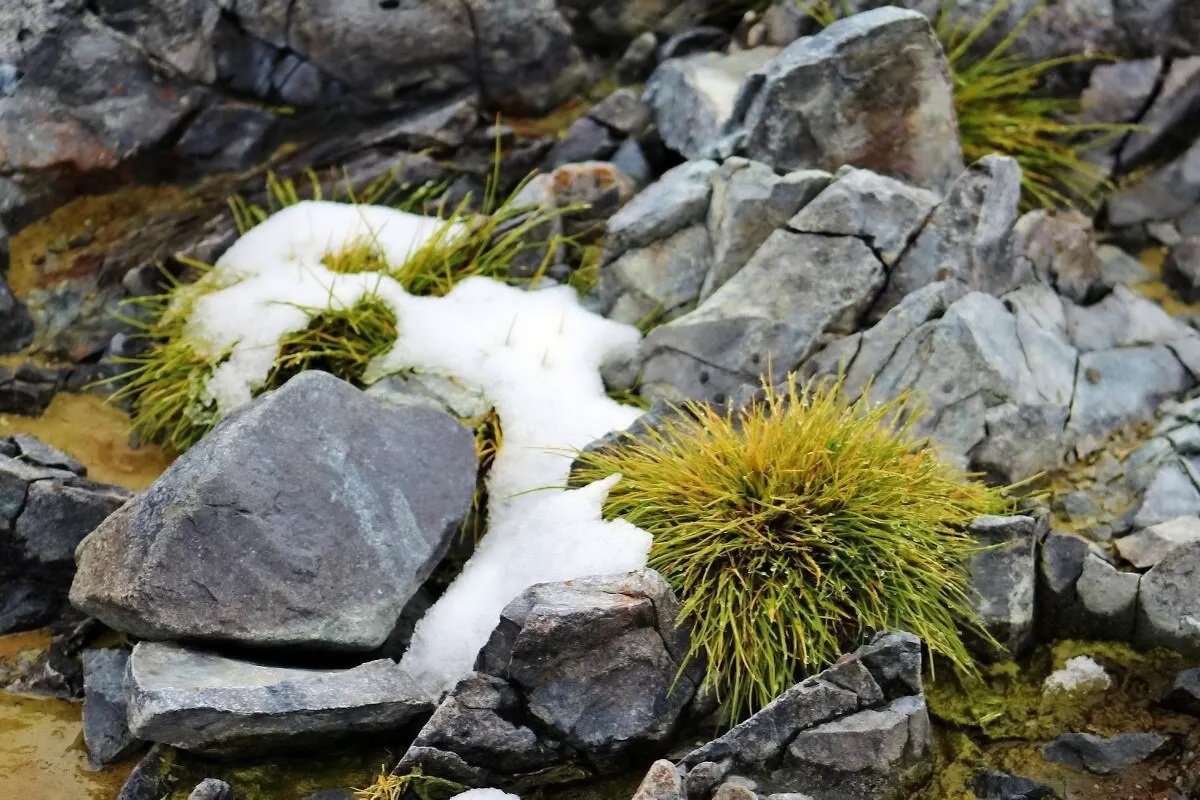 رشد نگران کننده گیاهان در قطب جنوب