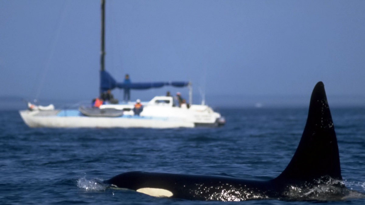 استفاده ار موسیقی متال برای جلوگیری از حمله نهنگ ها