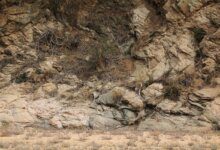 تست قدرت بینایی با حیوانات