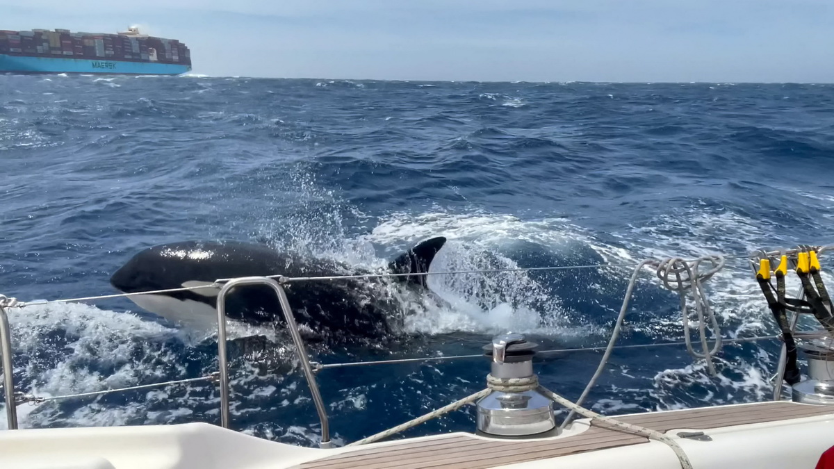 حمله نهنگ های قاتل به قایق تفریحی به مدت 45 دقیقه